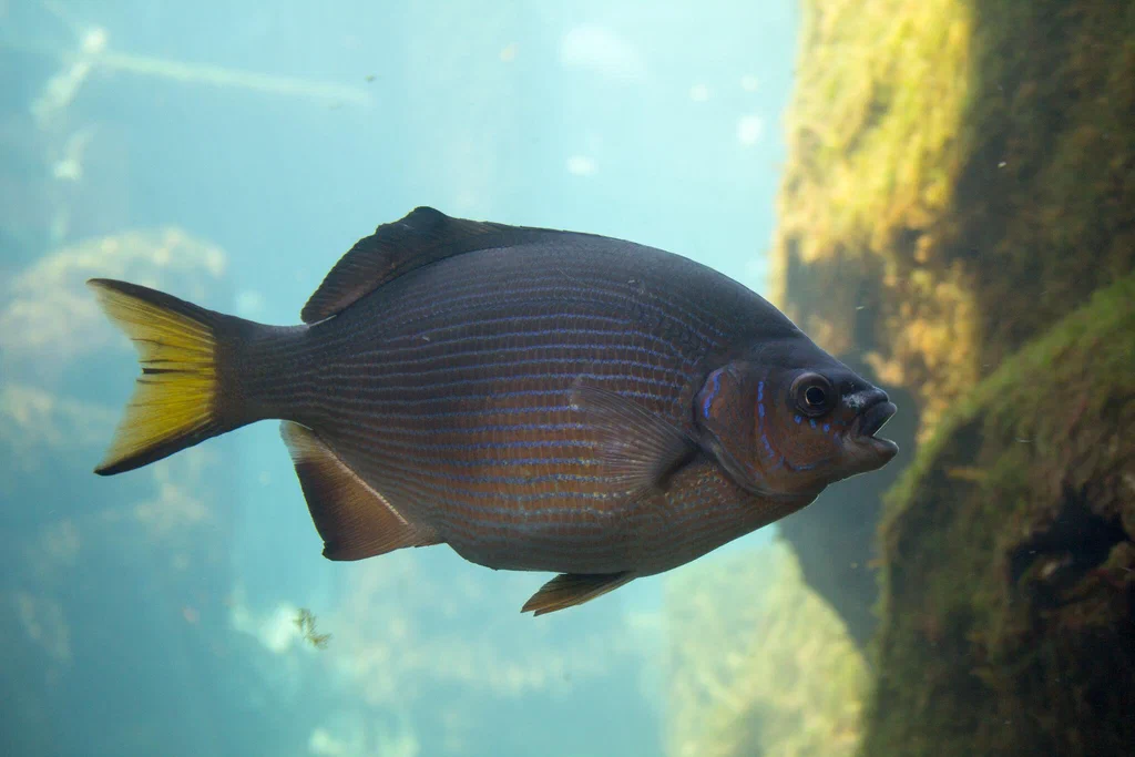 A fish swimming underwater near a moss-covered rock at Monterey Bay Aquarium.