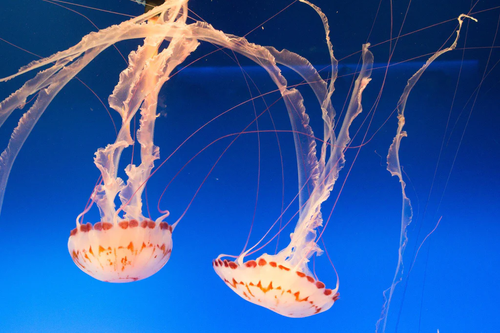 Two jellyfish swimming against a blue background at Monterey Bay Aquarium.