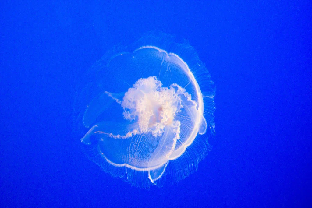 A translucent jellyfish floating in blue water at Monterey Bay Aquarium.