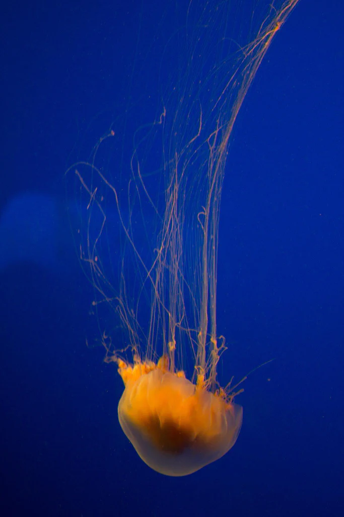 A yellow jellyfish swimming in a blue tank at Monterey Bay Aquarium.