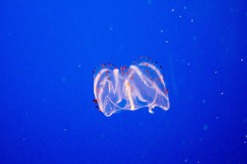 A small, transparent jellyfish with reddish markings floats in the blue water at Monterey Bay Aquarium.