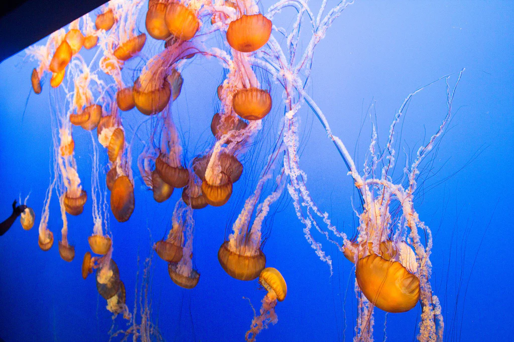 Group of orange jellyfish swimming in a blue tank at Monterey Bay Aquarium.