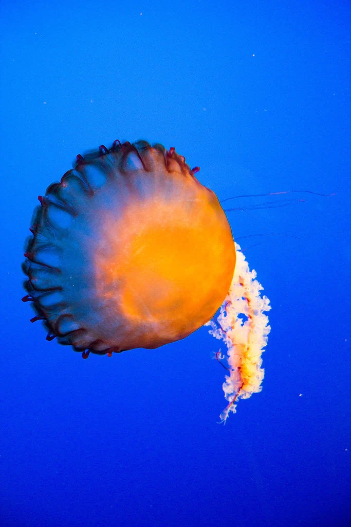 A jellyfish swimming in a blue ocean tank at Monterey Bay Aquarium.