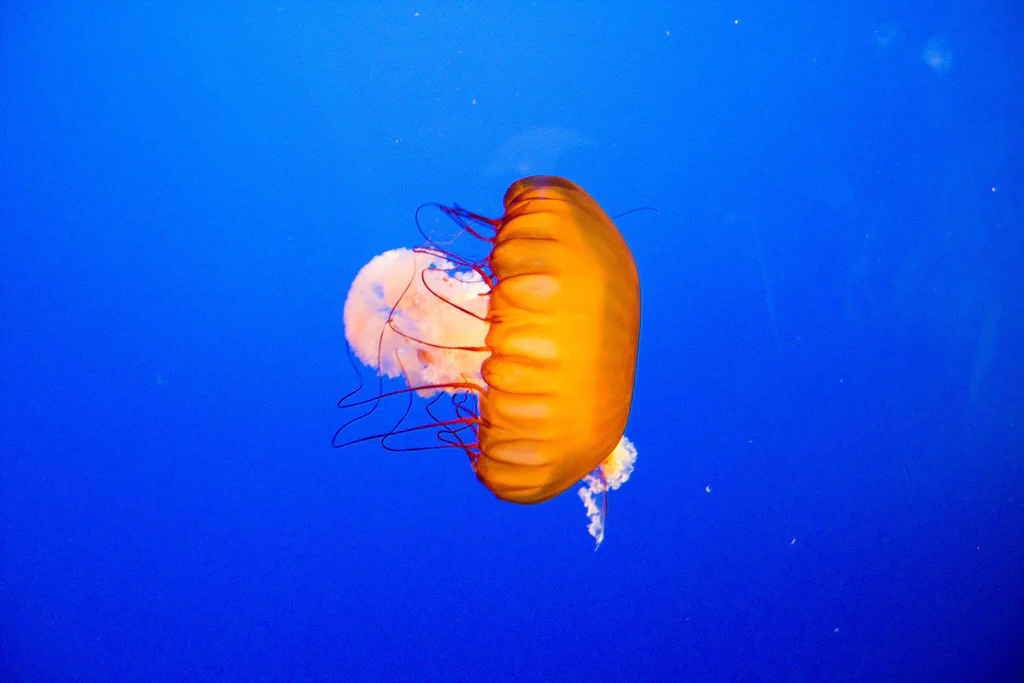 A bright orange jellyfish swimming in blue water at Monterey Bay Aquarium.