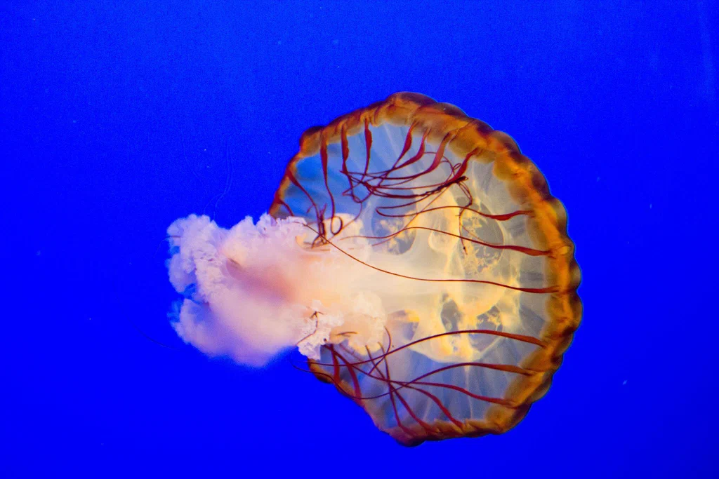 A jellyfish with orange and white coloration swimming in blue water at Monterey Bay Aquarium.