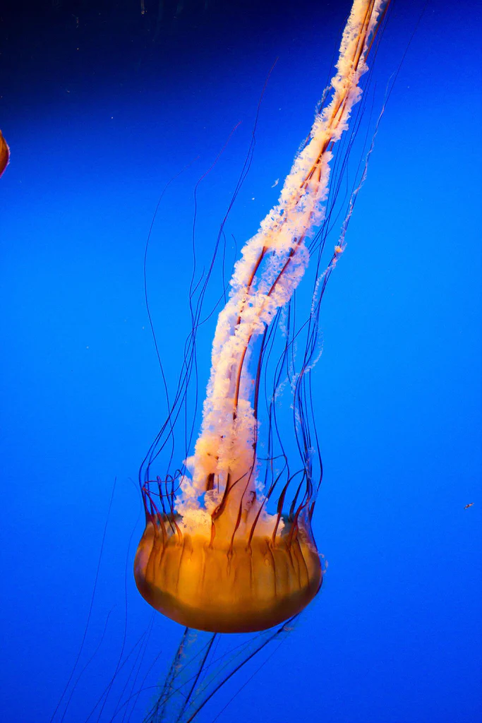 A jellyfish drifting in the water at Monterey Bay Aquarium.