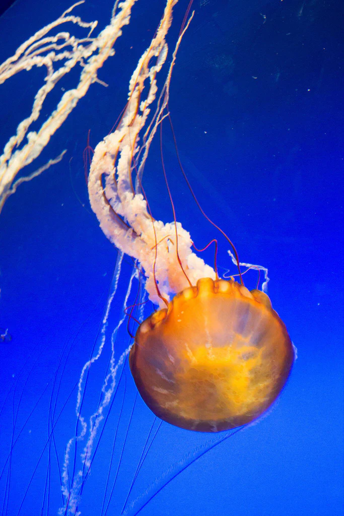 A jellyfish swimming in an aquarium with a blue background, exhibiting its orange bell and trailing tentacles.