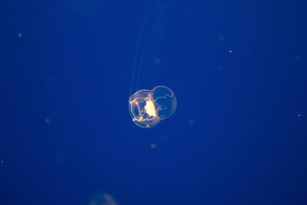 A small jellyfish floating in the water at Monterey Bay Aquarium.