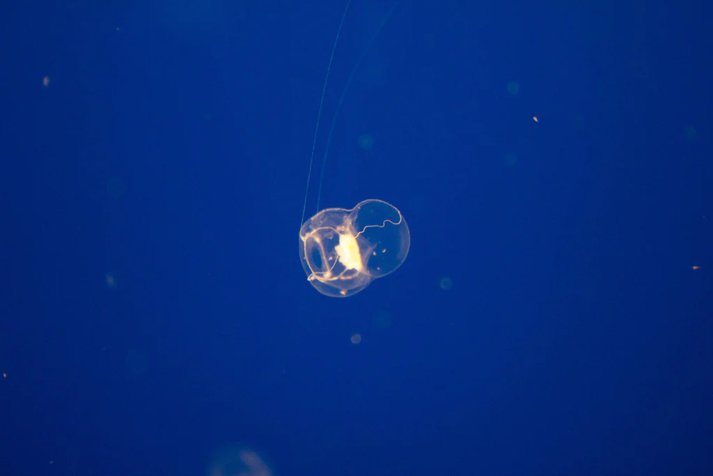 A small jellyfish floating in the water at Monterey Bay Aquarium.