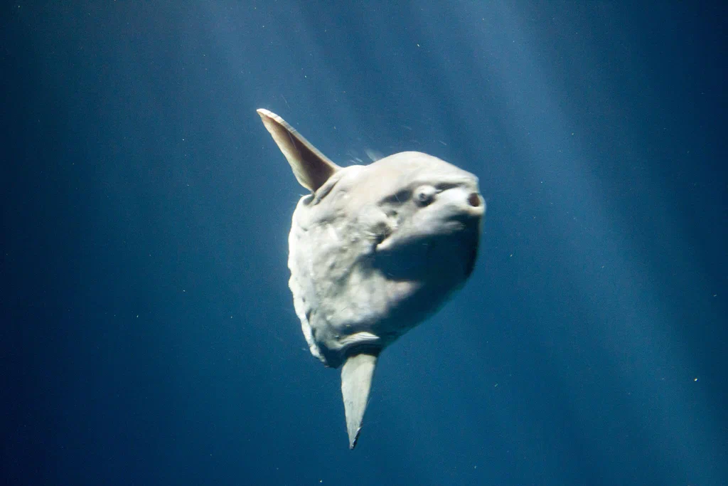 A large sunfish swimming underwater at Monterey Bay Aquarium.