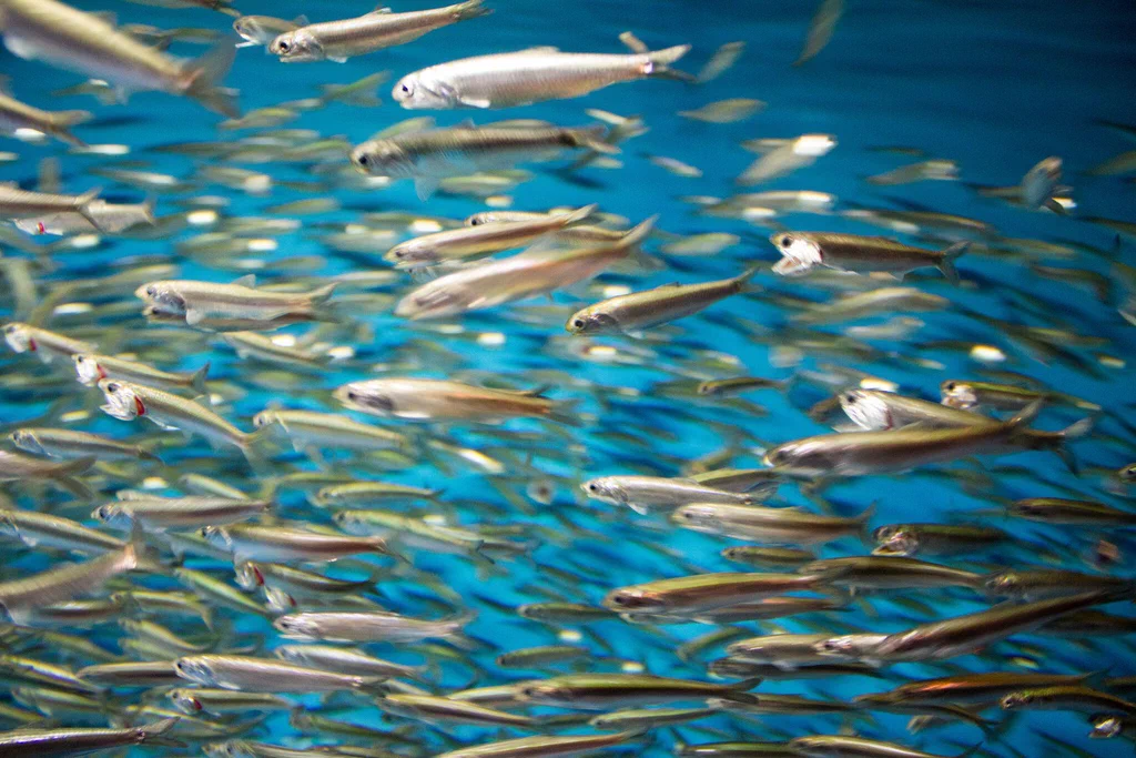 School of fish swimming in an exhibit at Monterey Bay Aquarium.