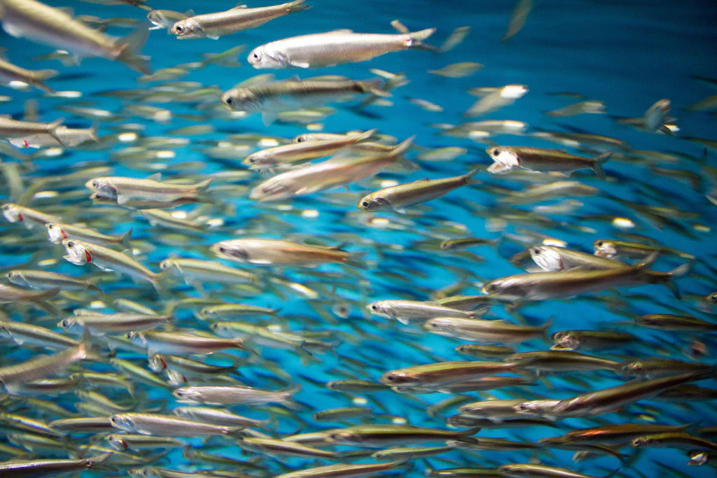 School of fish swimming in an exhibit at Monterey Bay Aquarium.