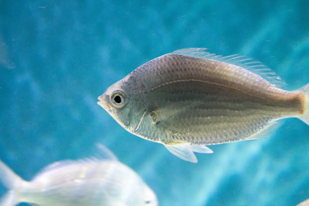 A gray fish swimming in an aquarium with a blue background.