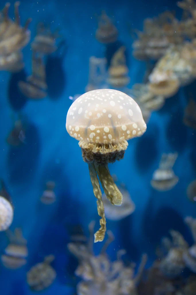 A jellyfish with a translucent, spotted bell and trailing tentacles swimming in an aquarium tank, with other jellyfish visible in the background.