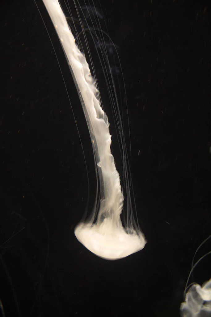 A close-up of a jellyfish swimming in the dark ocean water at Monterey Bay Aquarium.