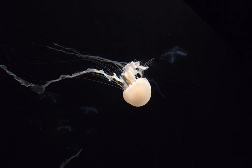 A white jellyfish drifting in the dark water at Monterey Bay Aquarium.