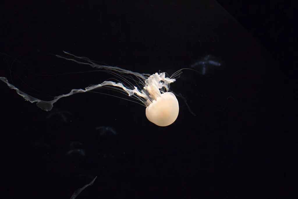 A white jellyfish drifting in the dark water at Monterey Bay Aquarium.
