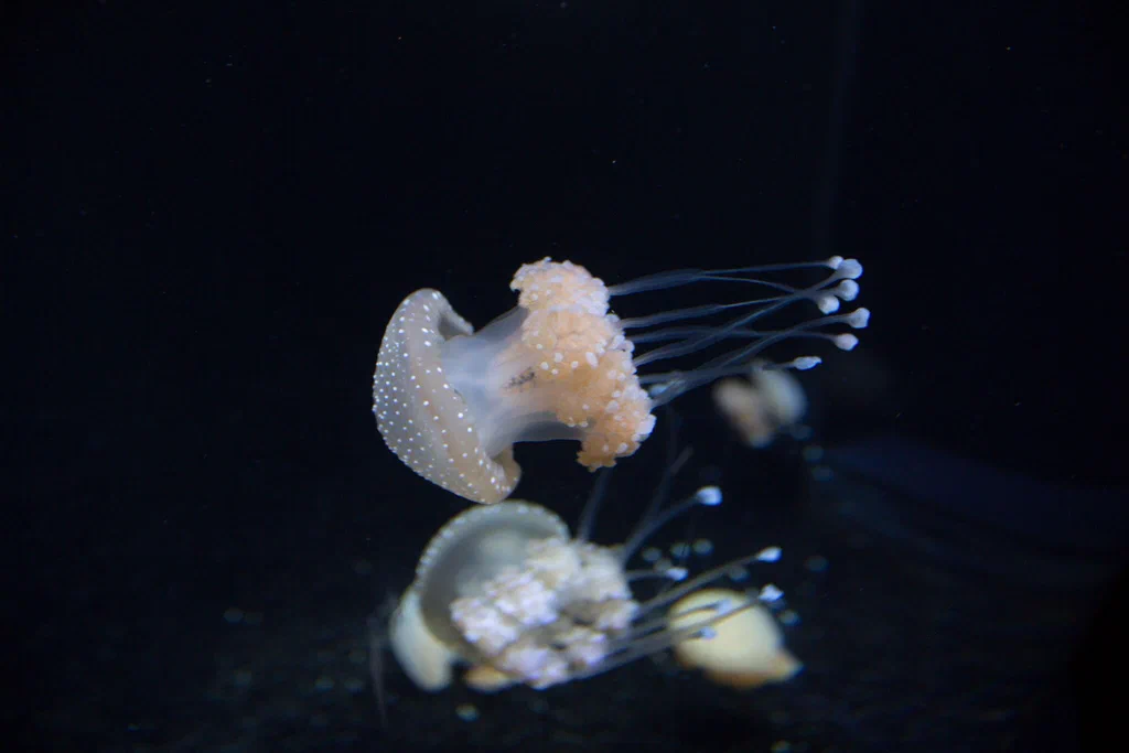 A jellyfish with a translucent, bell-shaped body and long, slender tentacles swimming in dark water at Monterey Bay Aquarium.