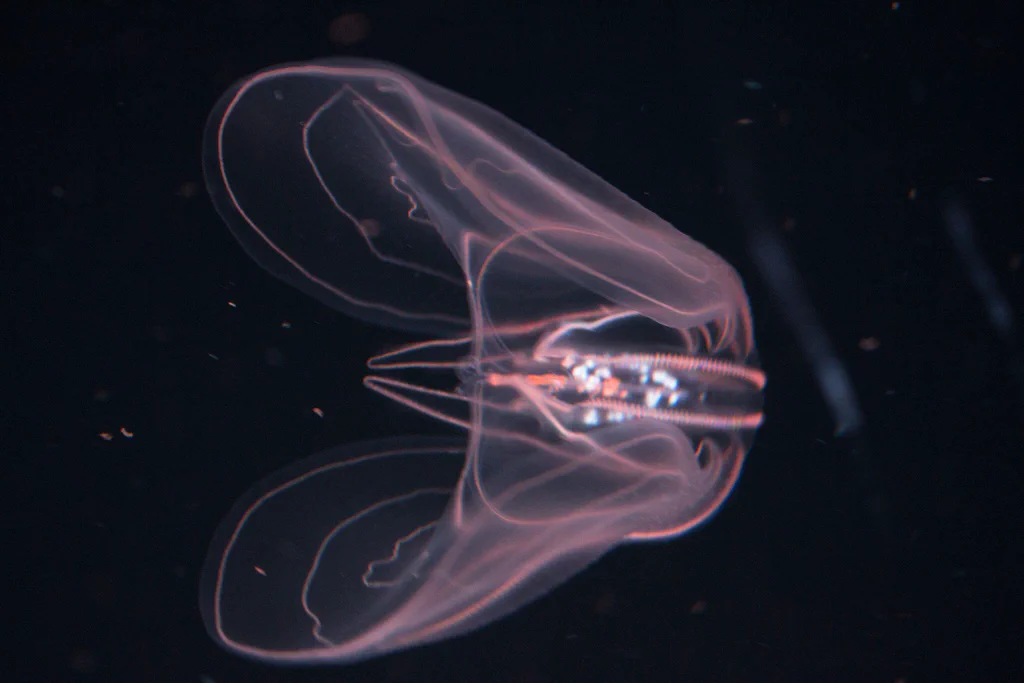 A glowing, translucent jellyfish floating in dark water at Monterey Bay Aquarium.