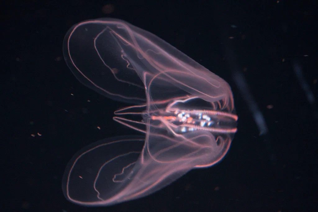 A glowing, translucent jellyfish floating in dark water at Monterey Bay Aquarium.