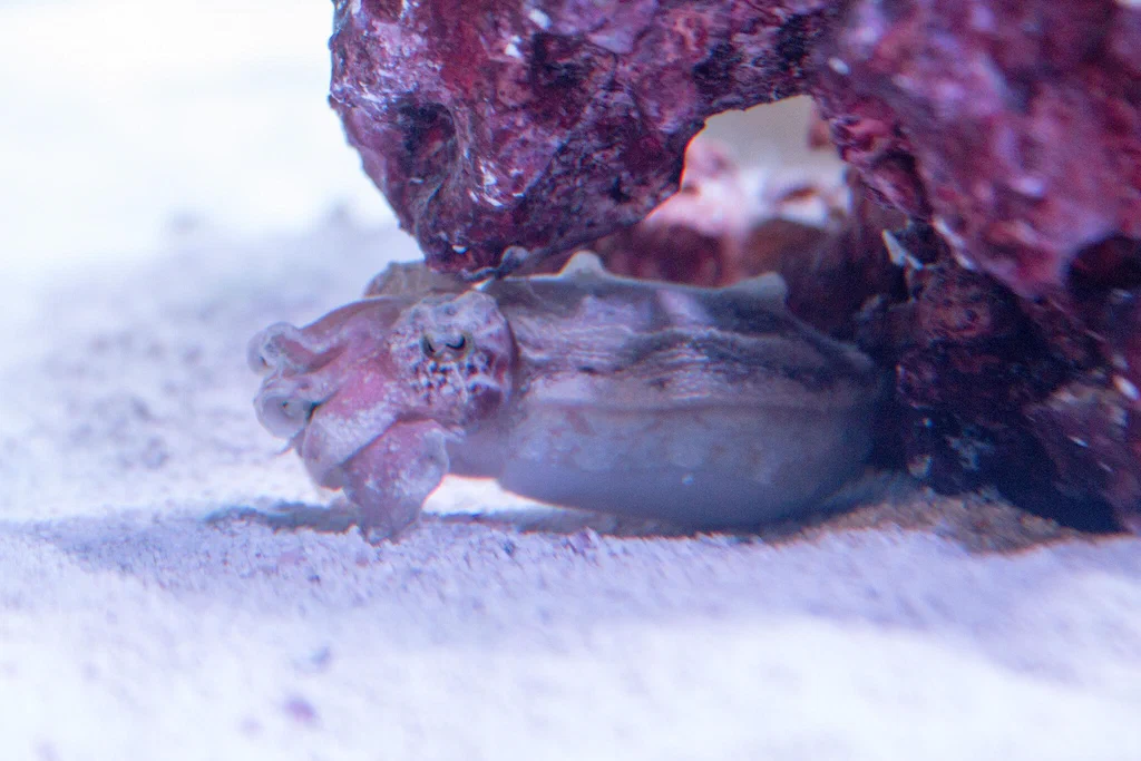 A small octopus partially hidden under a rock in an underwater tank at Monterey Bay Aquarium.