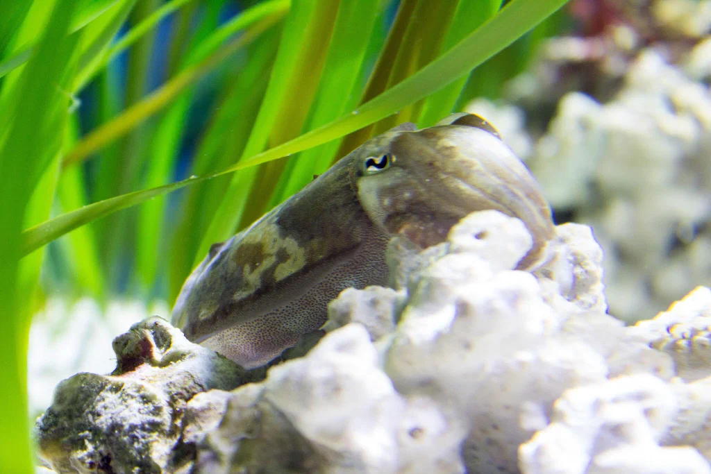A small fish resting among rocks and green aquatic plants in an aquarium setting.