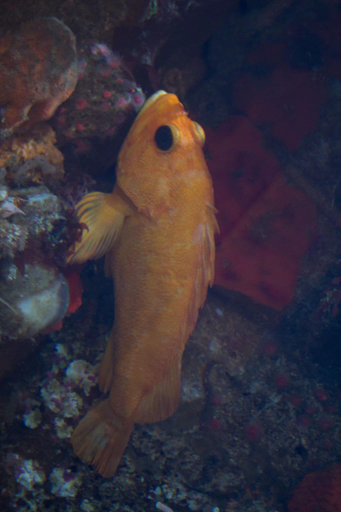 A yellow-orange fish with large eyes swimming near coral and rocks at Monterey Bay Aquarium.