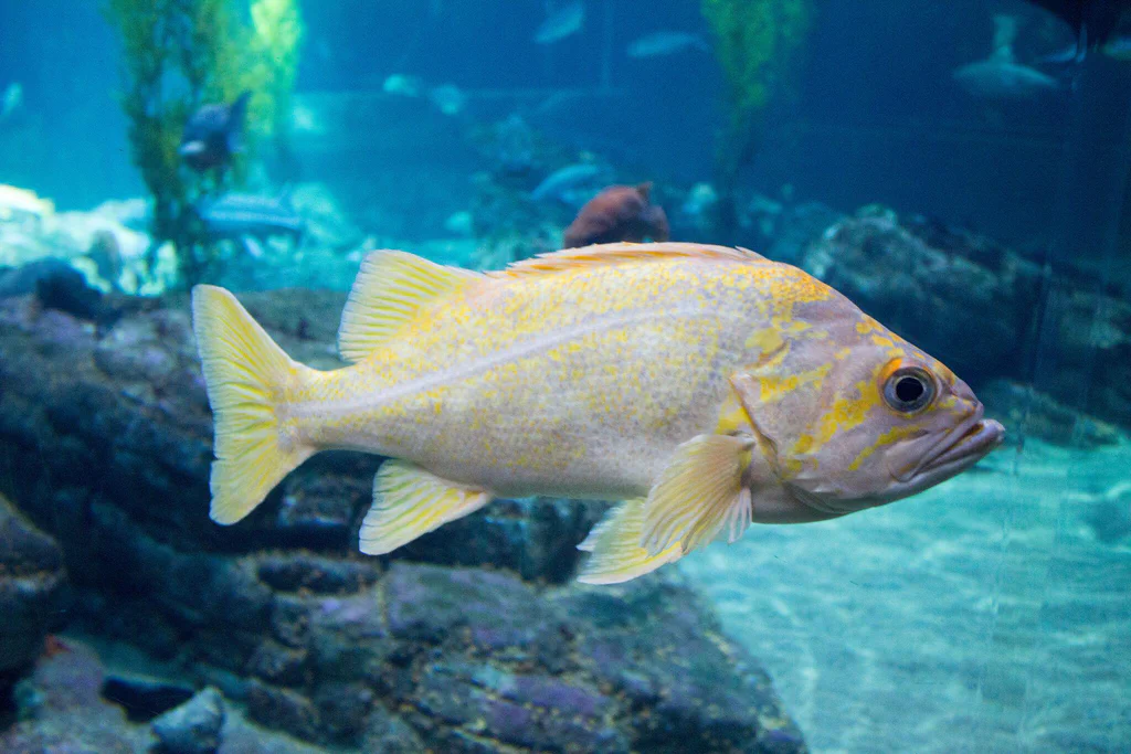 A yellow and white fish swimming underwater at Monterey Bay Aquarium.