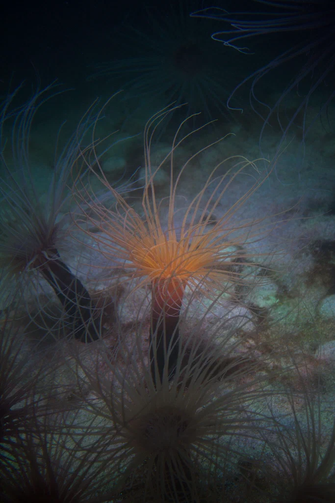 Close-up of colorful sea anemones with long, flowing tentacles inside an aquarium tank.
