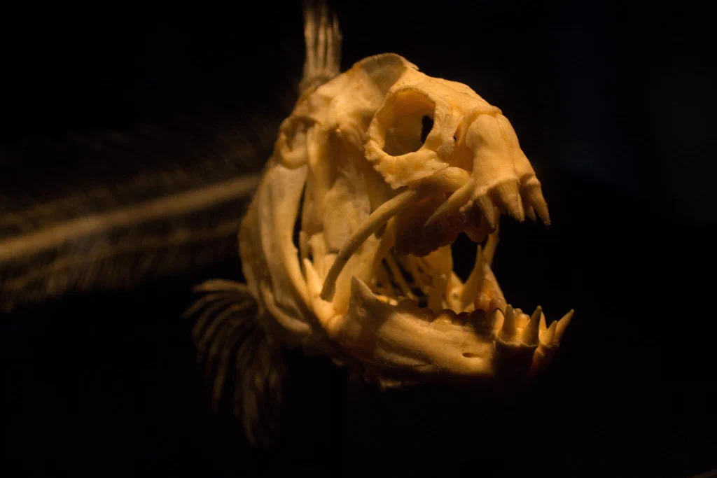 A close-up of a fish skull on display at Monterey Bay Aquarium, with a dark background highlighting the bone structure.