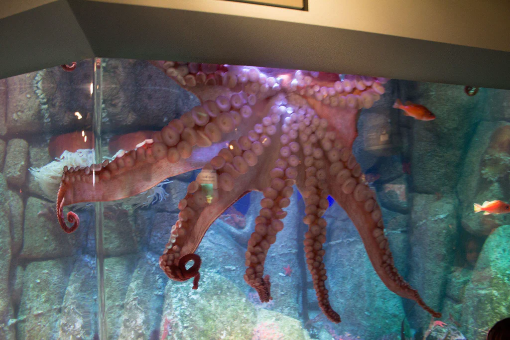 A large octopus with pinkish-brown skin and numerous tentacles is displayed in an aquarium tank, with a rock background and small fish swimming nearby.