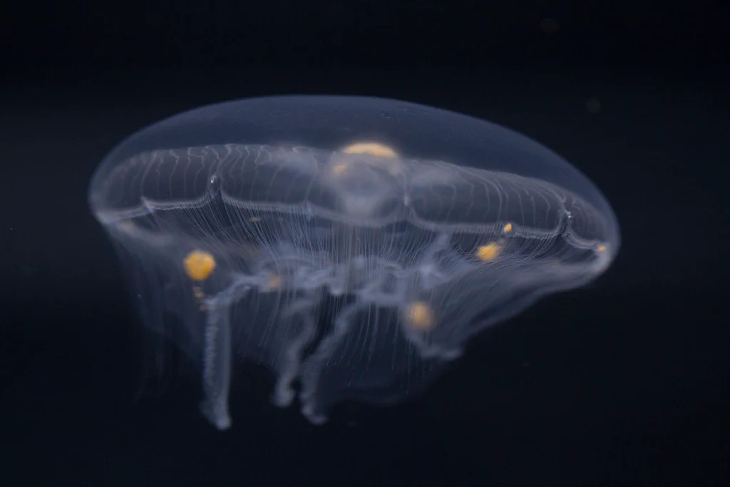 A transparent jellyfish with yellowish dots, floating against a dark background.