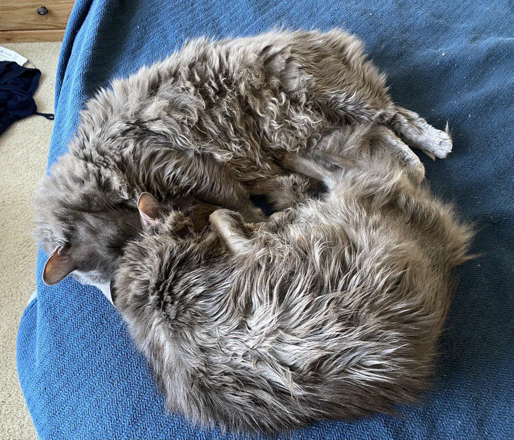 Two long-haired cats are cuddling and sleeping together on a dark blue surface.
