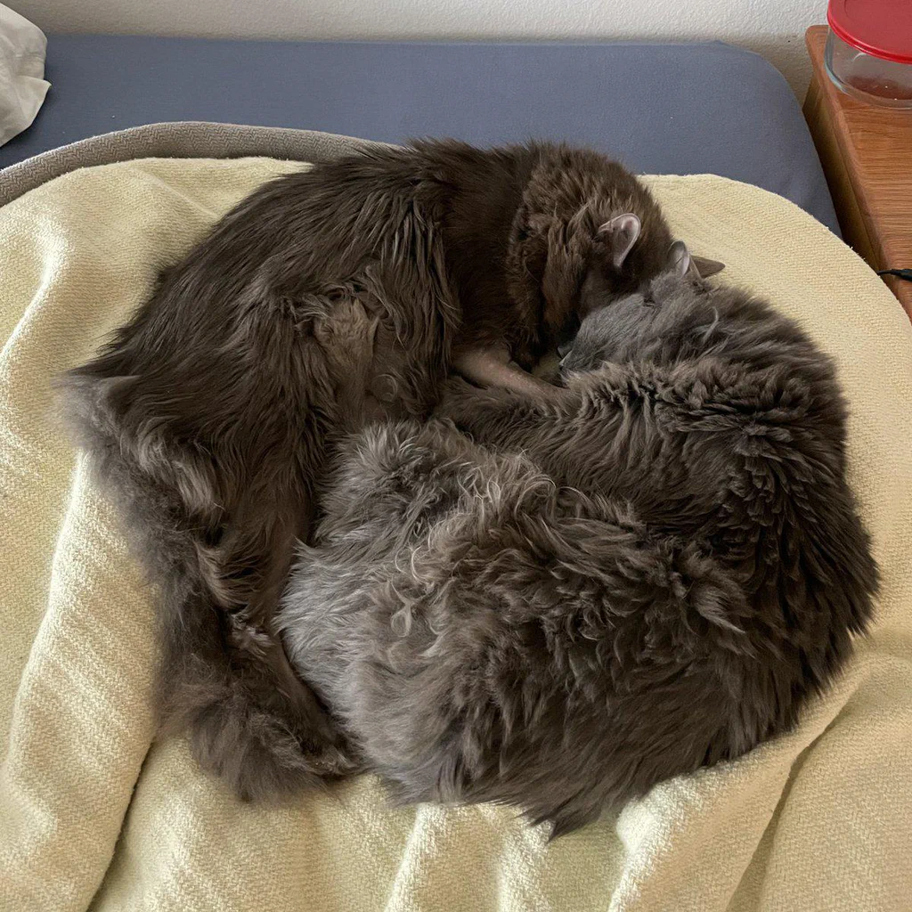 Two long-haired cats cuddling together on a yellow blanket.