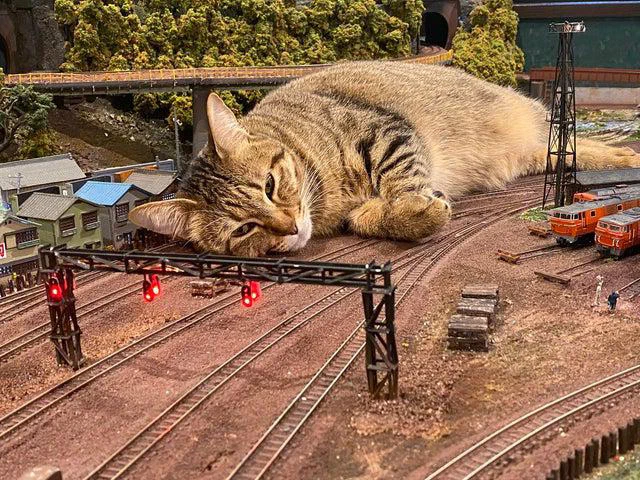 A large tabby cat lying on a model train set, appearing to rest on the tracks with miniature buildings and trains nearby.