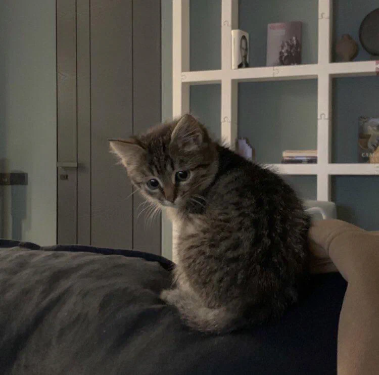 A small tabby kitten sitting on a dark surface indoors, looking downward with a curious expression.