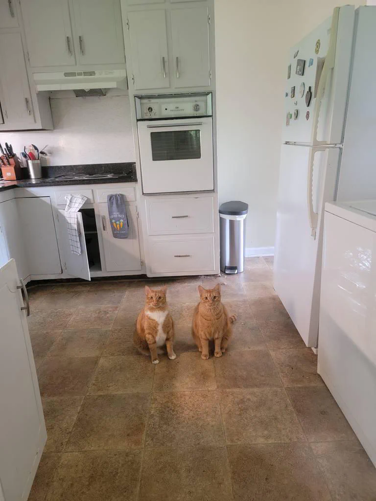 Two orange cats sitting on a tiled kitchen floor.