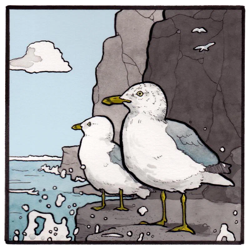 Two seagulls standing on rocks near the ocean with a cliff in the background and seagulls flying in the sky.