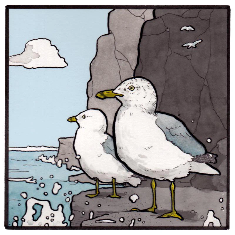Two seagulls standing on rocks near the ocean with a cliff in the background and seagulls flying in the sky.
