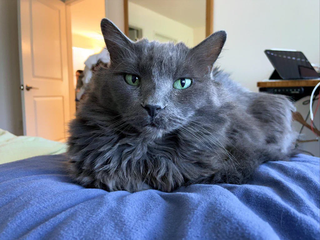 A gray long-haired cat with green eyes lying on a bed.