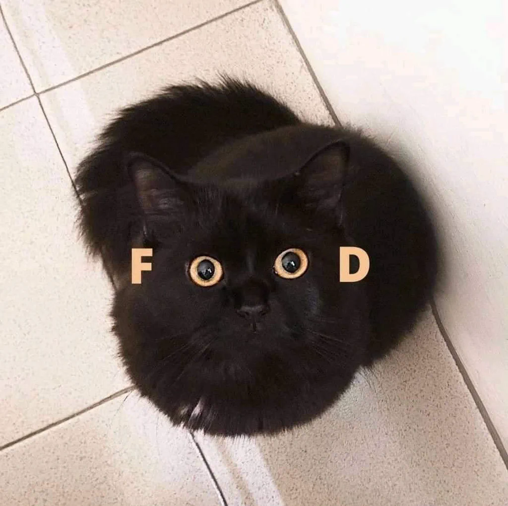 A black cat with wide eyes is sitting on a tiled floor. The letters "F" and "D" are positioned on either side of its face.