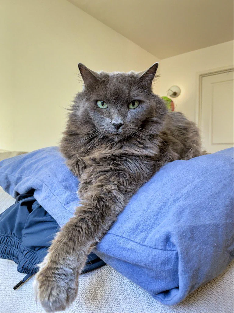 A fluffy gray cat with green eyes lounging on a blue pillow.
