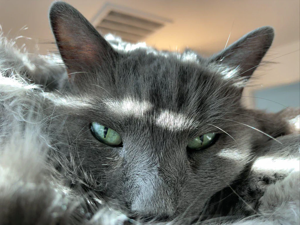 A close-up of a gray cat with green eyes resting on a fluffy surface.