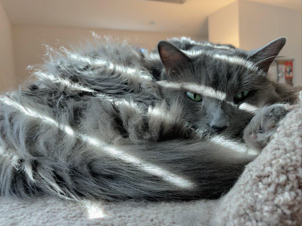 A gray tabby cat with green eyes lying on a soft, beige blanket.