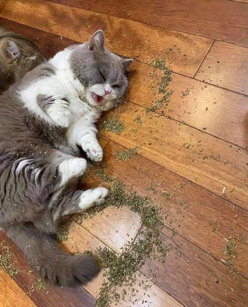 A gray and white cat lying on a wooden floor with scattered green plant clippings around it, appearing to be mid-yawn or meowing.
