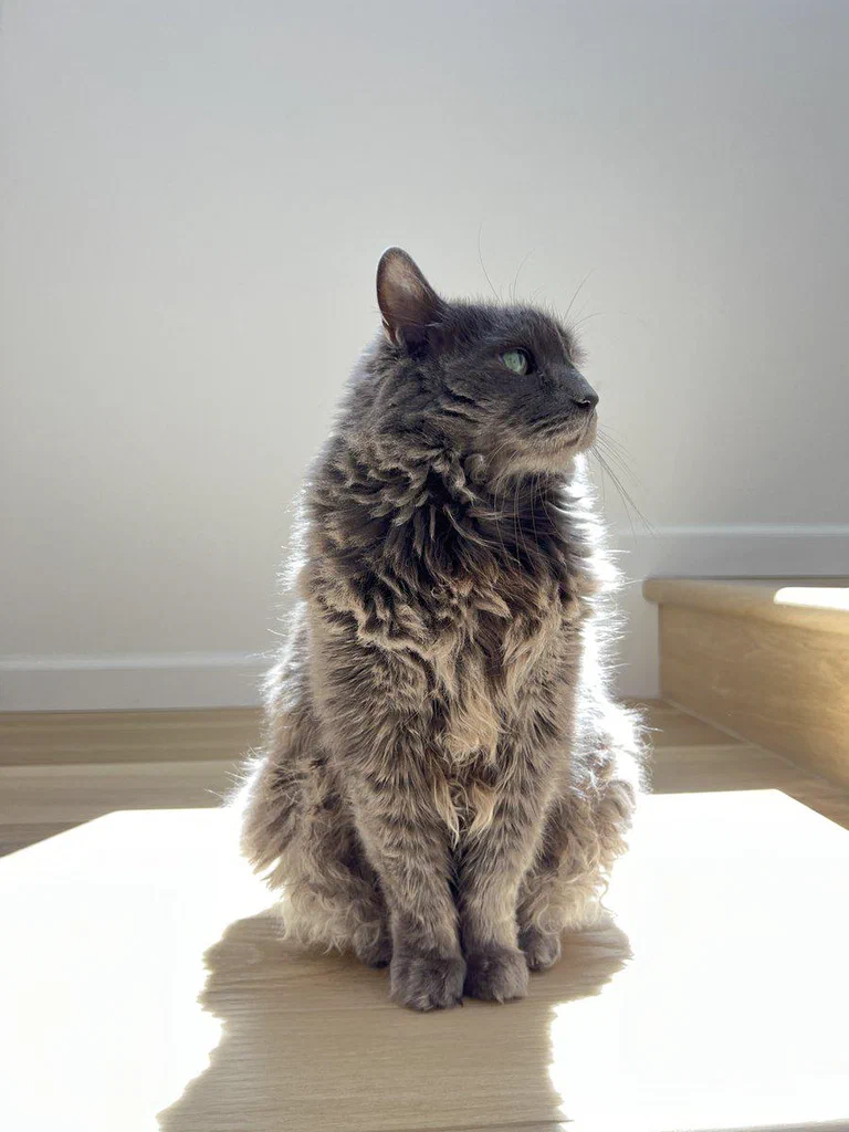 A fluffy gray cat with green eyes sitting on a wooden surface, facing to the right with soft sunlight illuminating its fur.