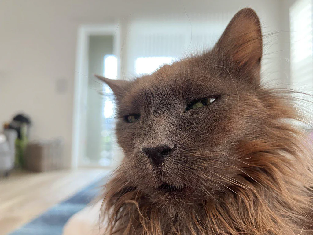Close-up of a relaxed, brown, long-haired cat with slightly squinted eyes.