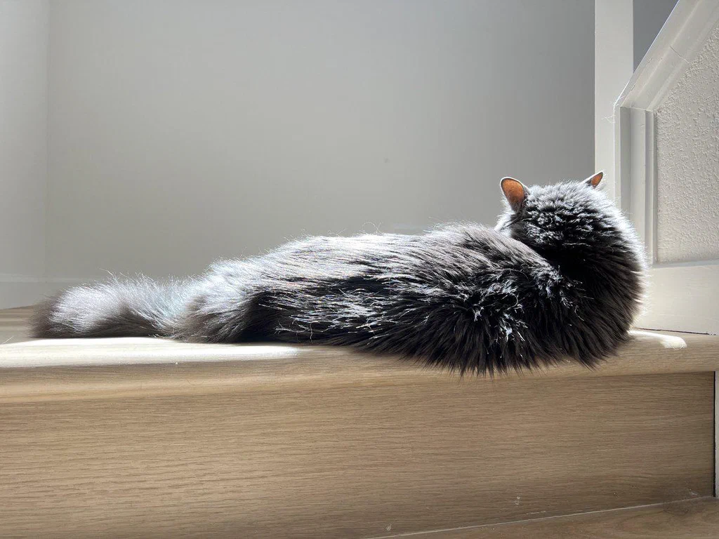 A long-haired gray cat lying on a wooden windowsill, basking in sunlight.