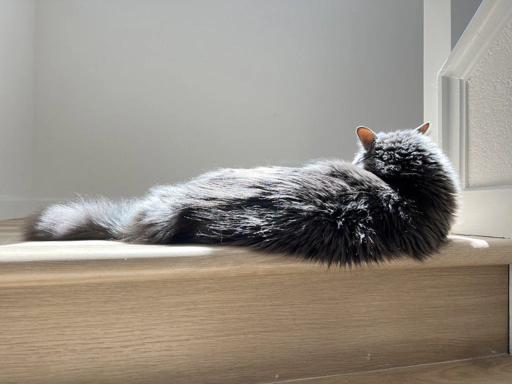 A long-haired gray cat lying on a wooden windowsill, basking in sunlight.